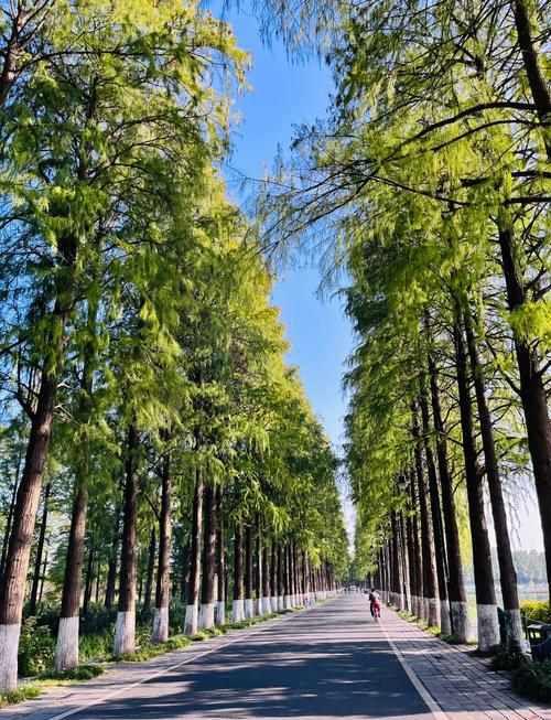 武汉休闲放松怎么样?去东湖骑行效果好吗?真实经历分享